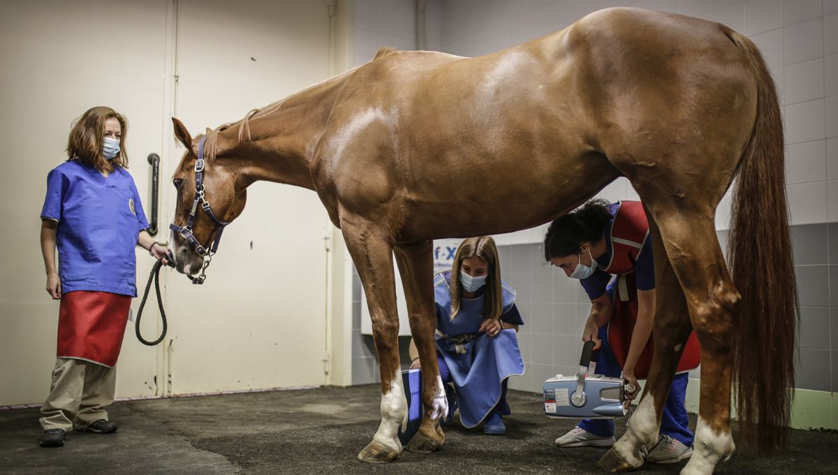 https://www.hipicalacalderona.com/que-es-el-pupilaje-de-caballos/