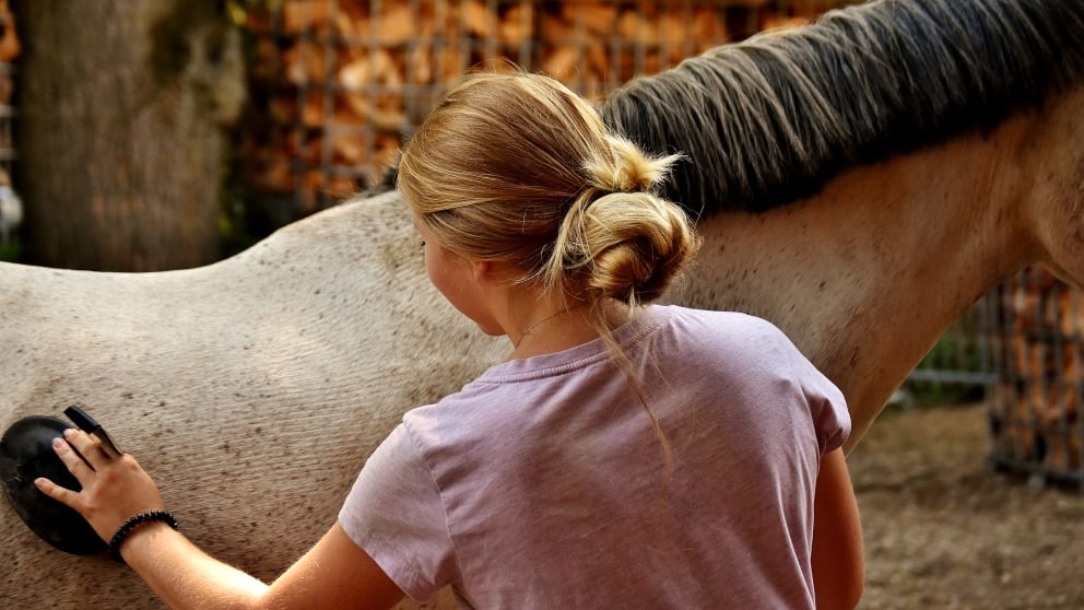 pupilaje de caballos