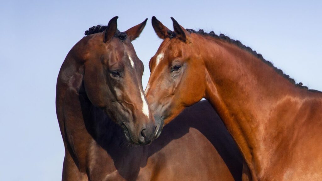 pupilaje de caballos