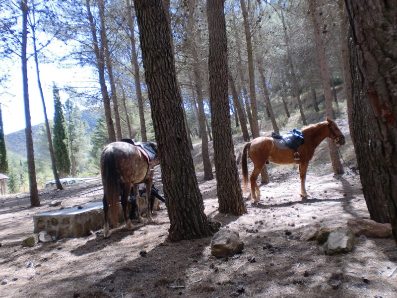 Paseos a caballo en Valencia